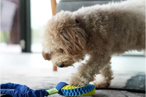 Todo para tu mascota